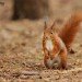Red Squirrel 100208